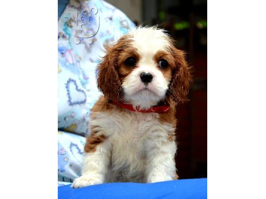 Cavalier King Charles spaniel - blenheim και tricolor